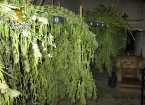 20161024-op-pesto-cultivo-y-venta-marihuana-jumilla-02