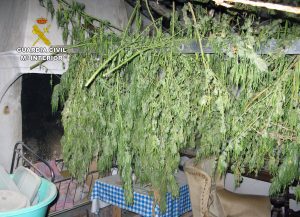 20161024-op-pesto-cultivo-y-venta-marihuana-jumilla-03
