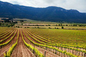 Jumilla-viñedos