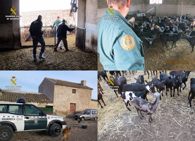 La Guardia Civil de la Región de Murcia, en el marco de la operación ‘ESCABIOSIS’, desarrollada en Jumilla, ha efectuado varias inspecciones en explotaciones ganaderas