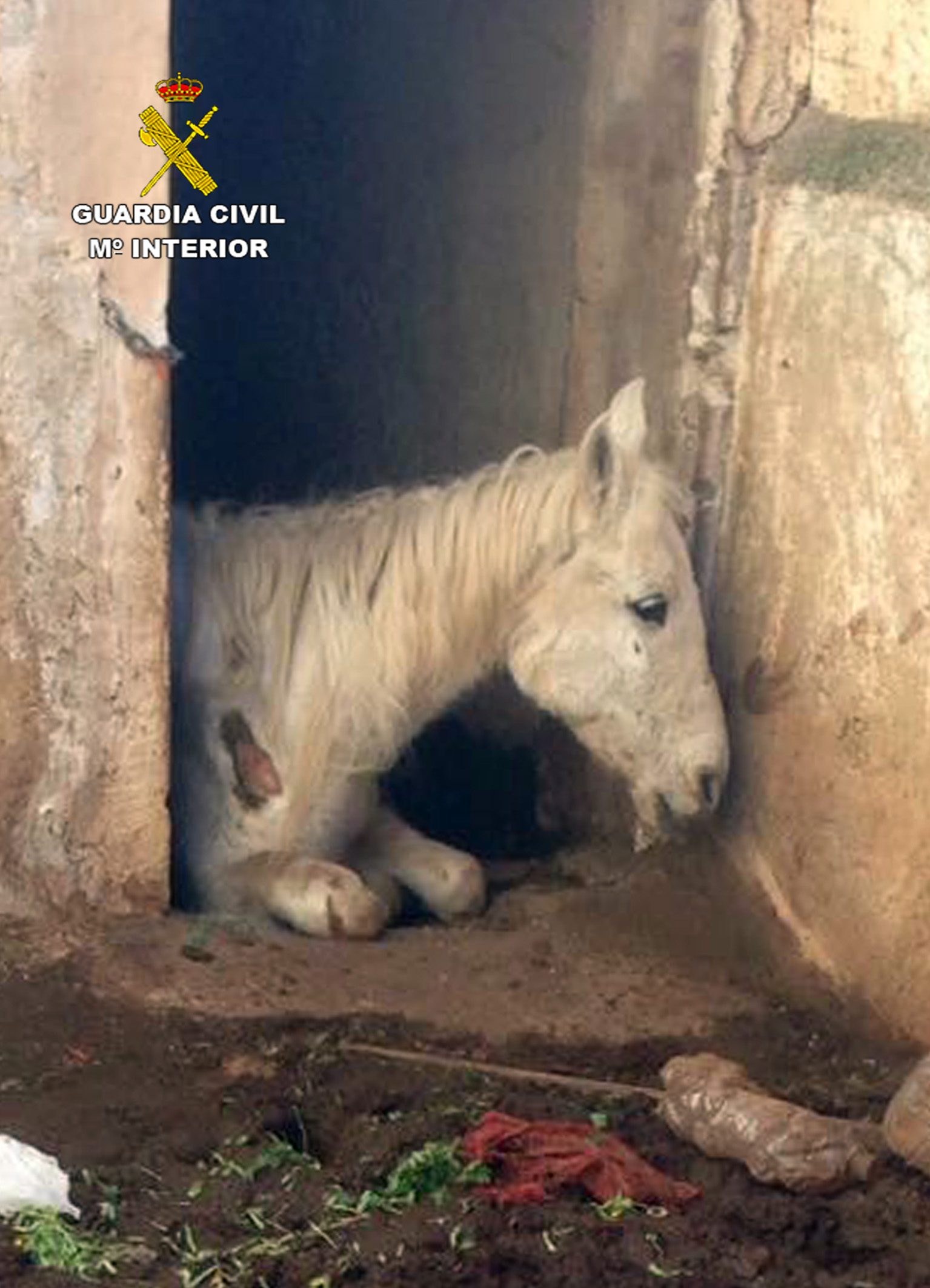 La Guardia Civil investiga a una vecina de Jumilla por la muerte de dos caballos por inanición