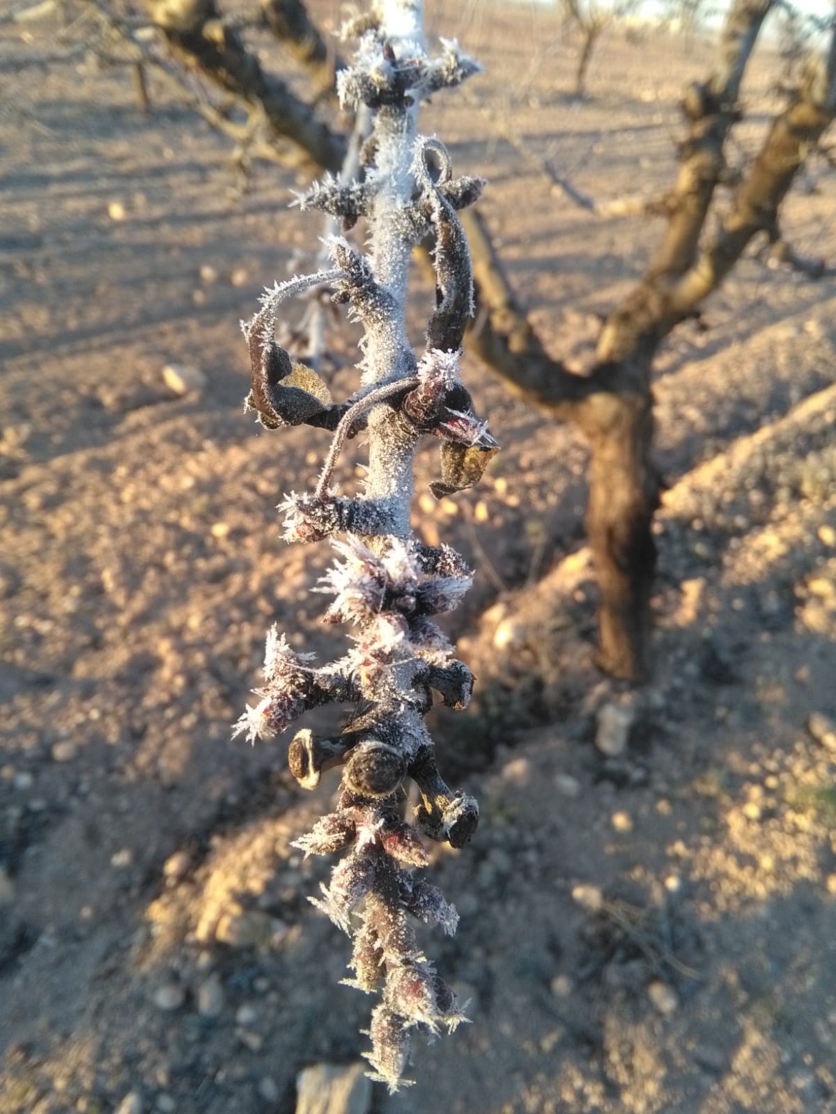 Las primeras heladas del invierno están siendo “beneficiosas” para los cultivos