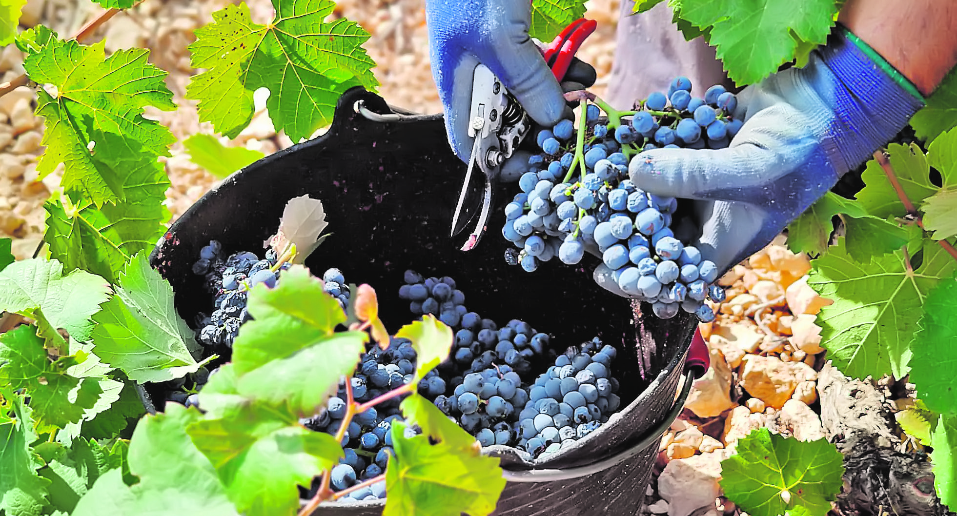El excelente grado de maduración de la uva vaticina una vendimia de máxima calidad