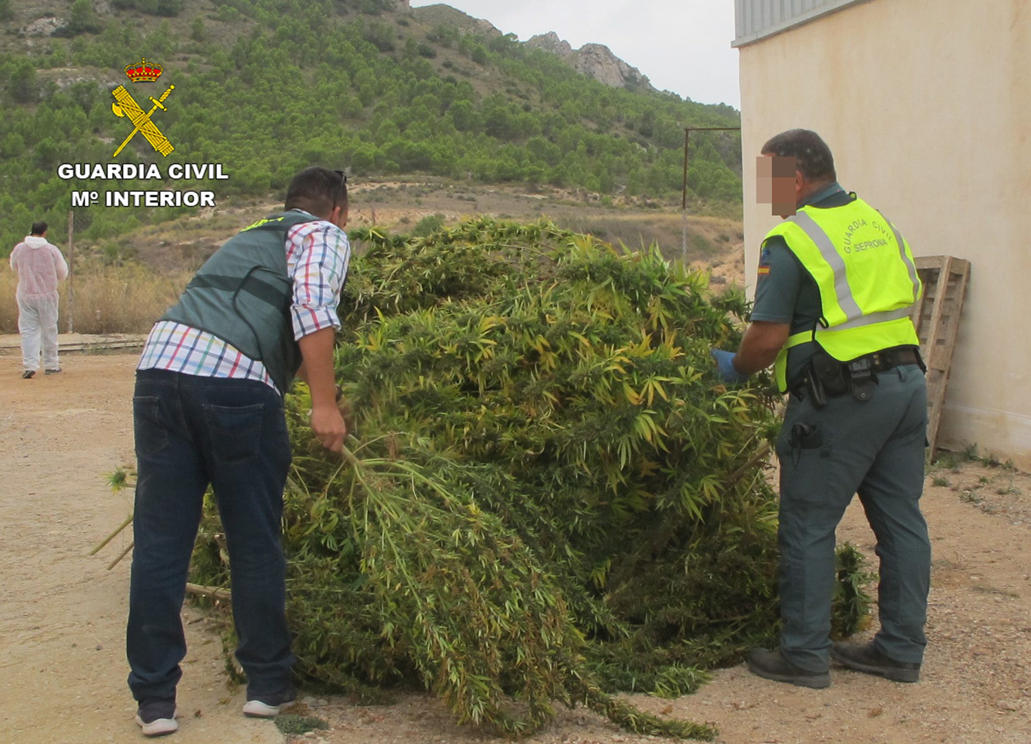 Desmantelado en Jumilla un cultivo de marihuana con más de 3.500 plantas
