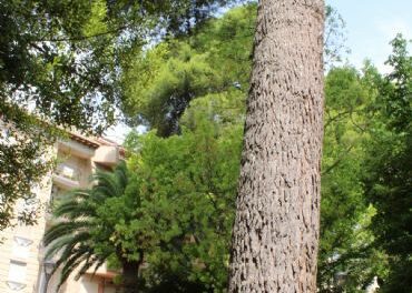 Jardines trabaja en la conservación de árboles ornamentales en Rey D. Pedro, Plaza del Rollo y Cementerio