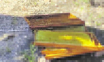 Un vecino denuncia la muerte de miles de abejas tras daños en varias colmenas