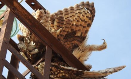 Un juez de Jumilla ve indicios de delito en la muerte de varias aves por electrocución