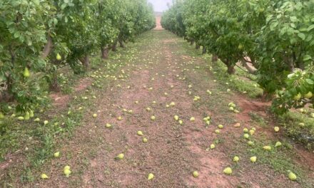 El reventón seco arrasa con más de un millón de kilos de pera Ercolini DOP Jumilla