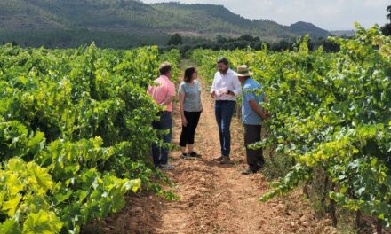 El IMIDA registra seis nuevas variedades de uva de vinificación de una gran calidad