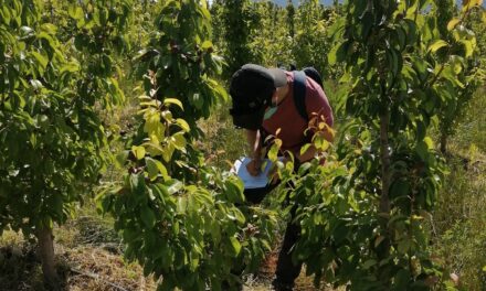 El IMIDA impulsa la mejora del cultivo de la pera de Jumilla fomentando la sostenibilidad