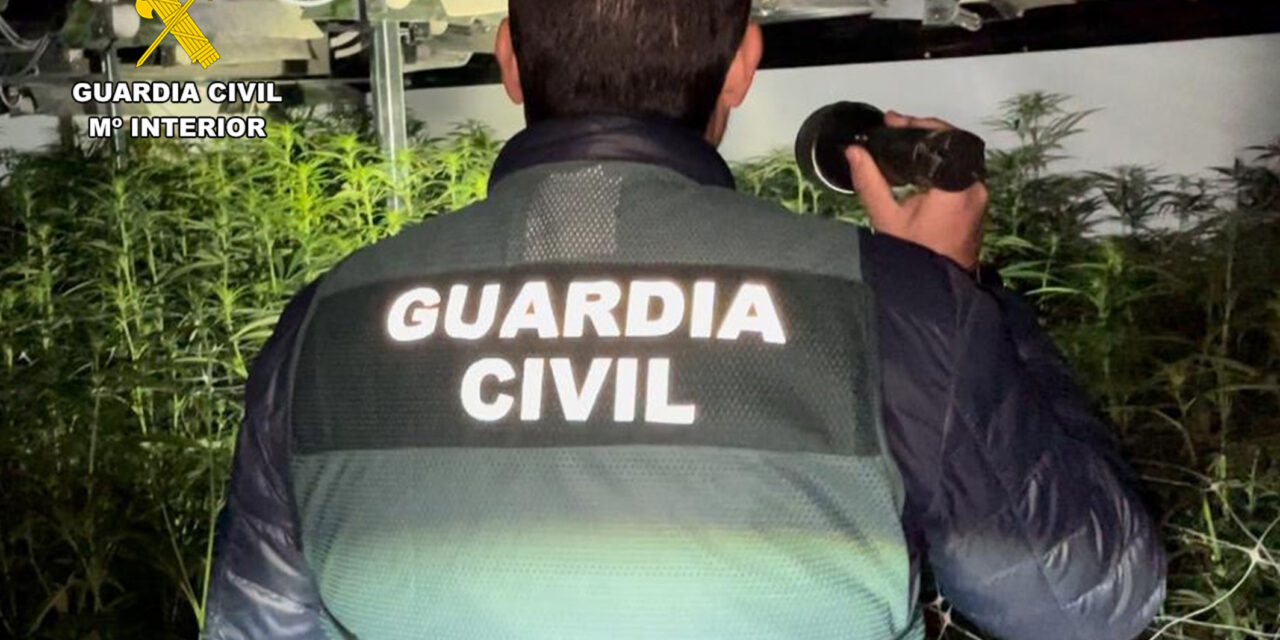 La Guardia Civil desmantela en Jumilla un invernadero con mil plantas de marihuana