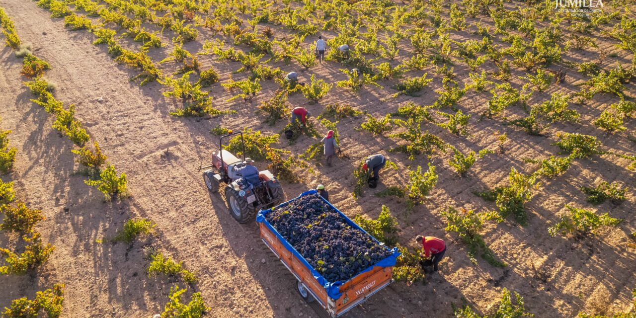 La DOP Jumilla obtiene una de las mejores cosechas, “nunca vista”, con 53,6 millones de kilos de uva