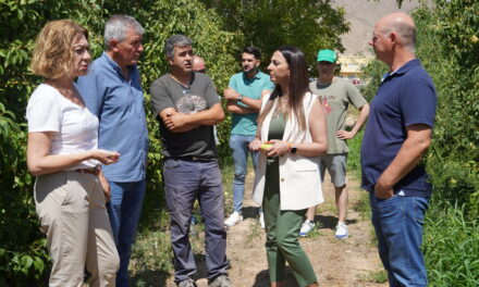 La campaña de la pera Ercolini recupera este año las 20.000 toneladas de cosecha