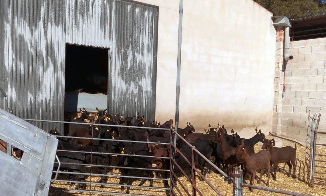 Acrimur lleva a cabo la primera exportación de cabra de la raza murciano granadina a Qatar