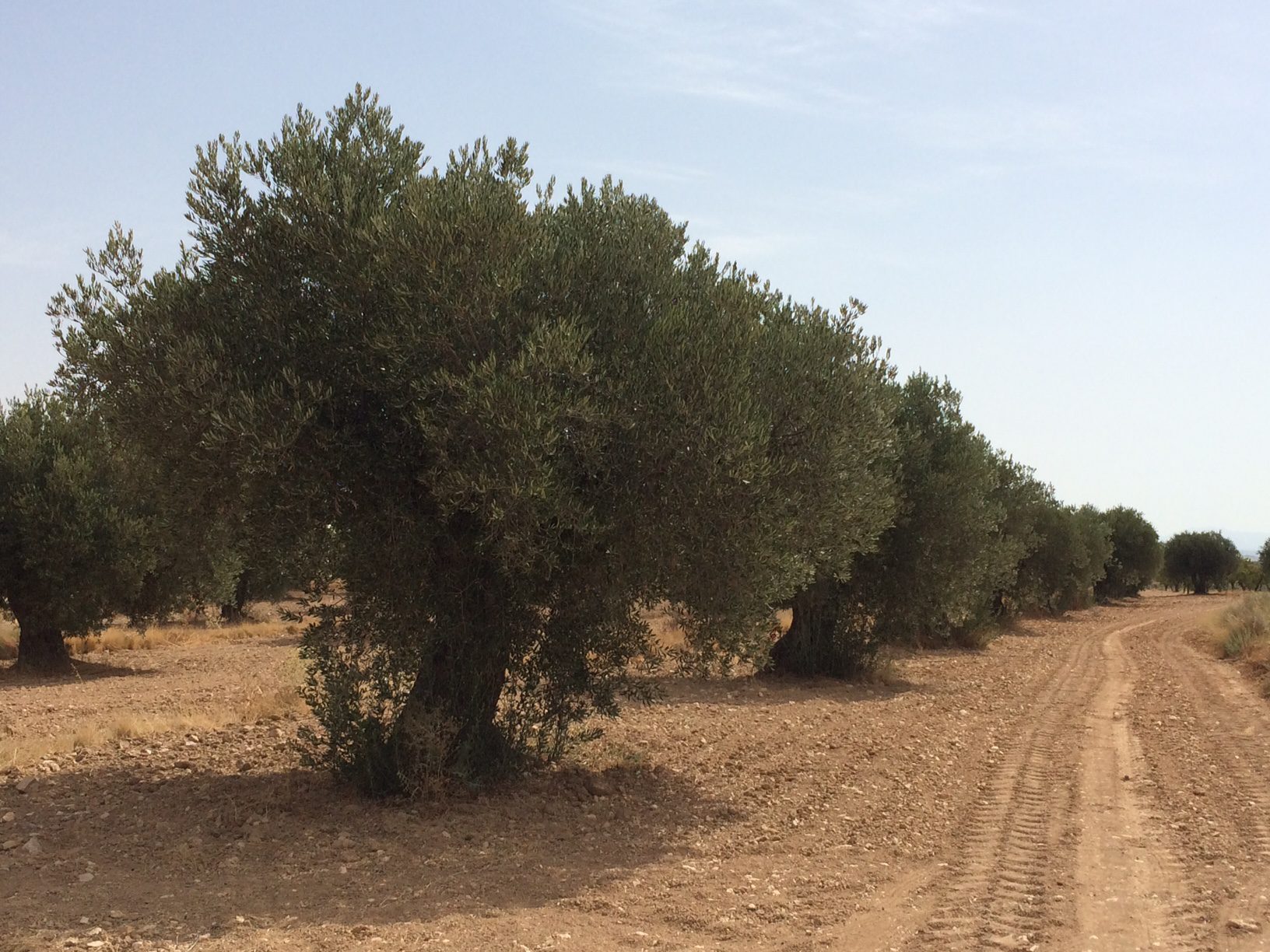 Pedro García: “El precio de la oliva ha bajado por la llegada de aceite de otros países”