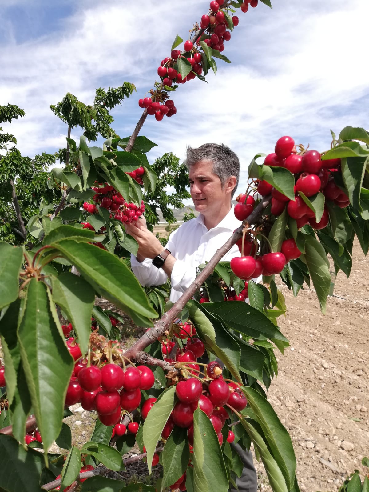 Agricultura desarrolla en Jumilla una red experimental de cultivo del cerezo
