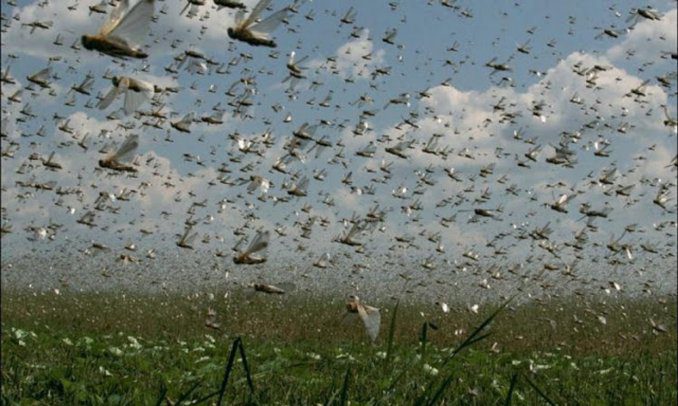 La Consejería de Agricultura interviene en unas 1.000 hectáreas contra la plaga de langosta