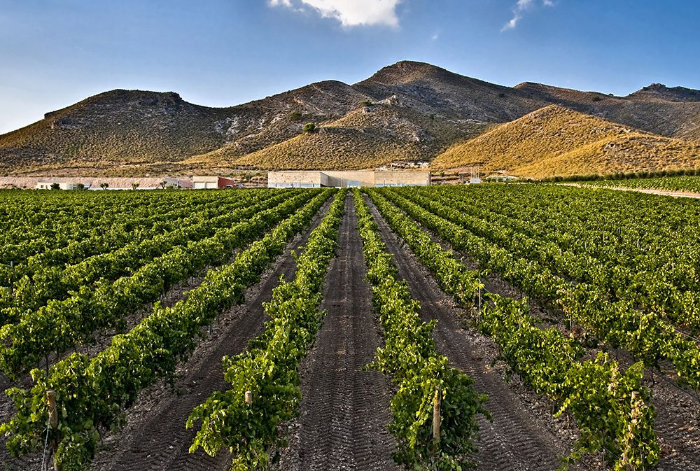 Se modifica el procedimiento de concesión de autorizaciones de nuevas plantaciones y de replantaciones de viñedo