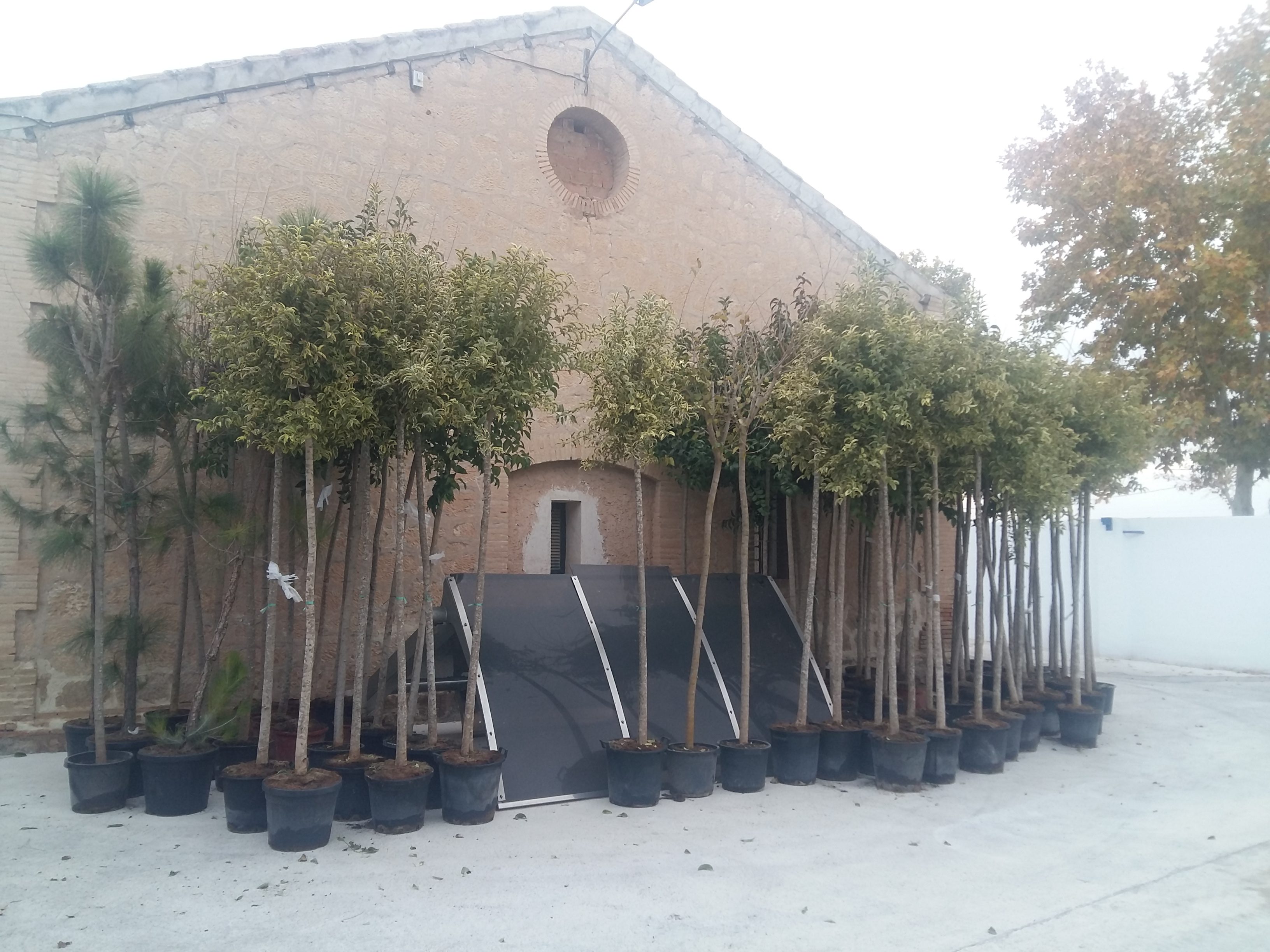 El Ayuntamiento plantará 82 ejemplares de árboles y arbustos en distintos puntos