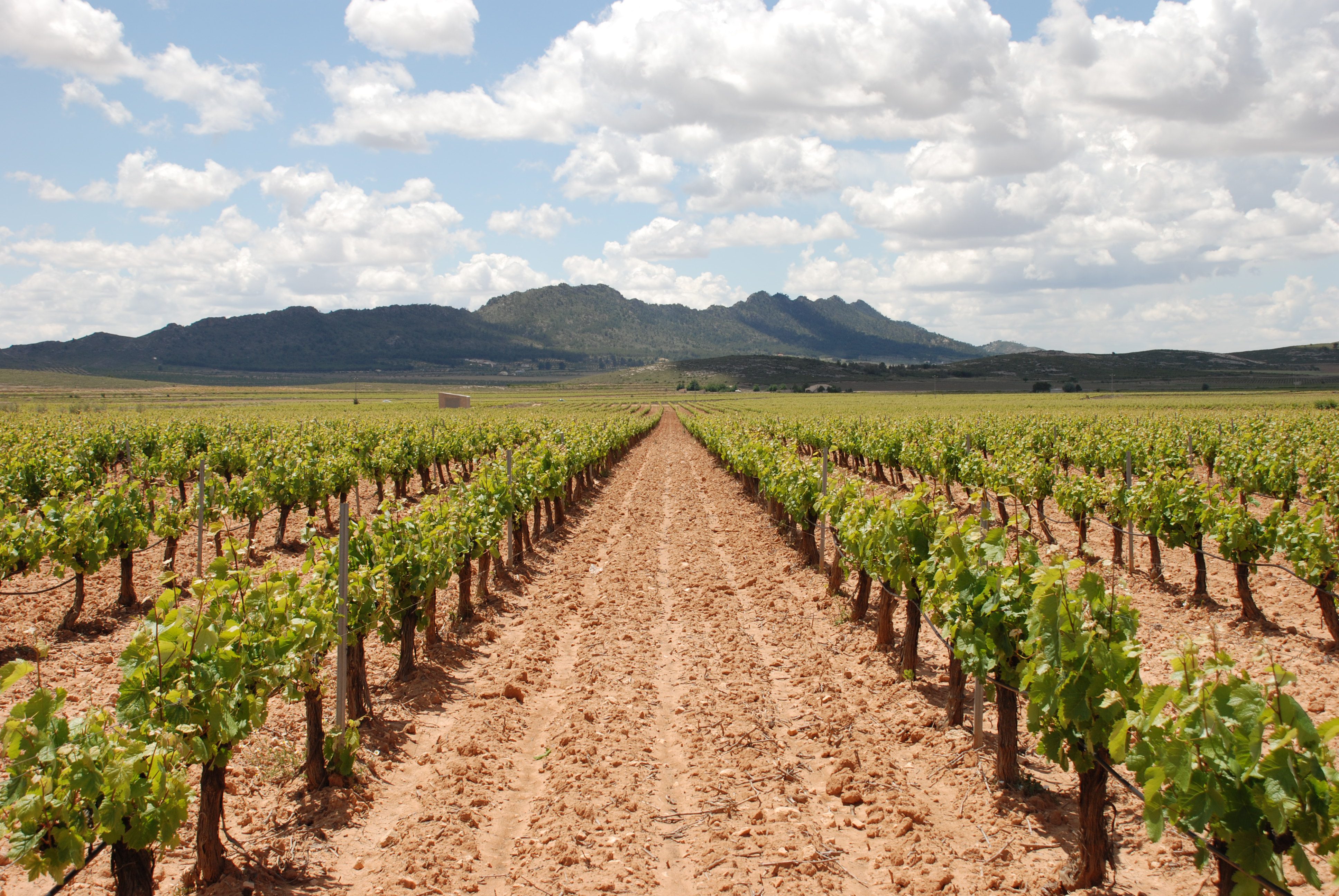 Las exportaciones de vino de la Región crecen un 13,8% hasta noviembre de 2017