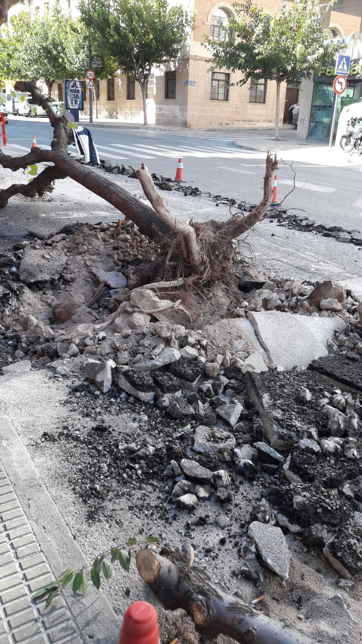 Ciudadanos Jumilla: “El arranque de árboles en avenida de Levante es un desastre ecológico”