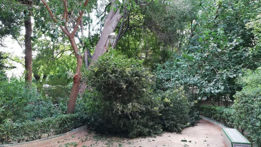 Cae al suelo una rama de grandes dimensiones de un árbol del Rey don Pedro