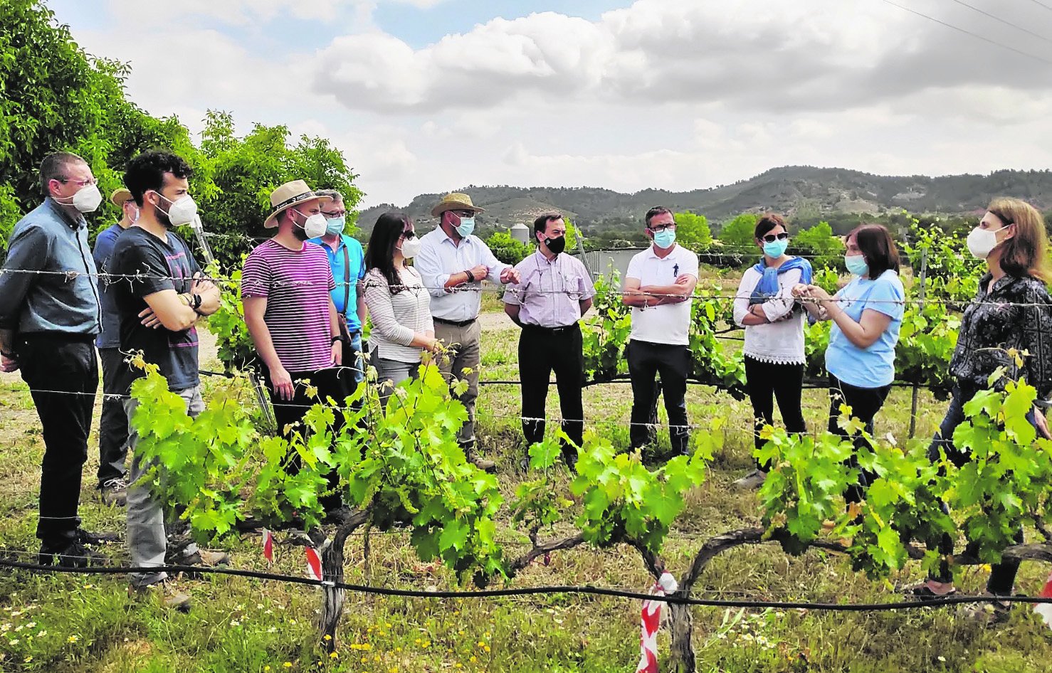 El IMIDA trabaja en la búsqueda de uva para vino sin pepita y que resista la sequía y enfermedades