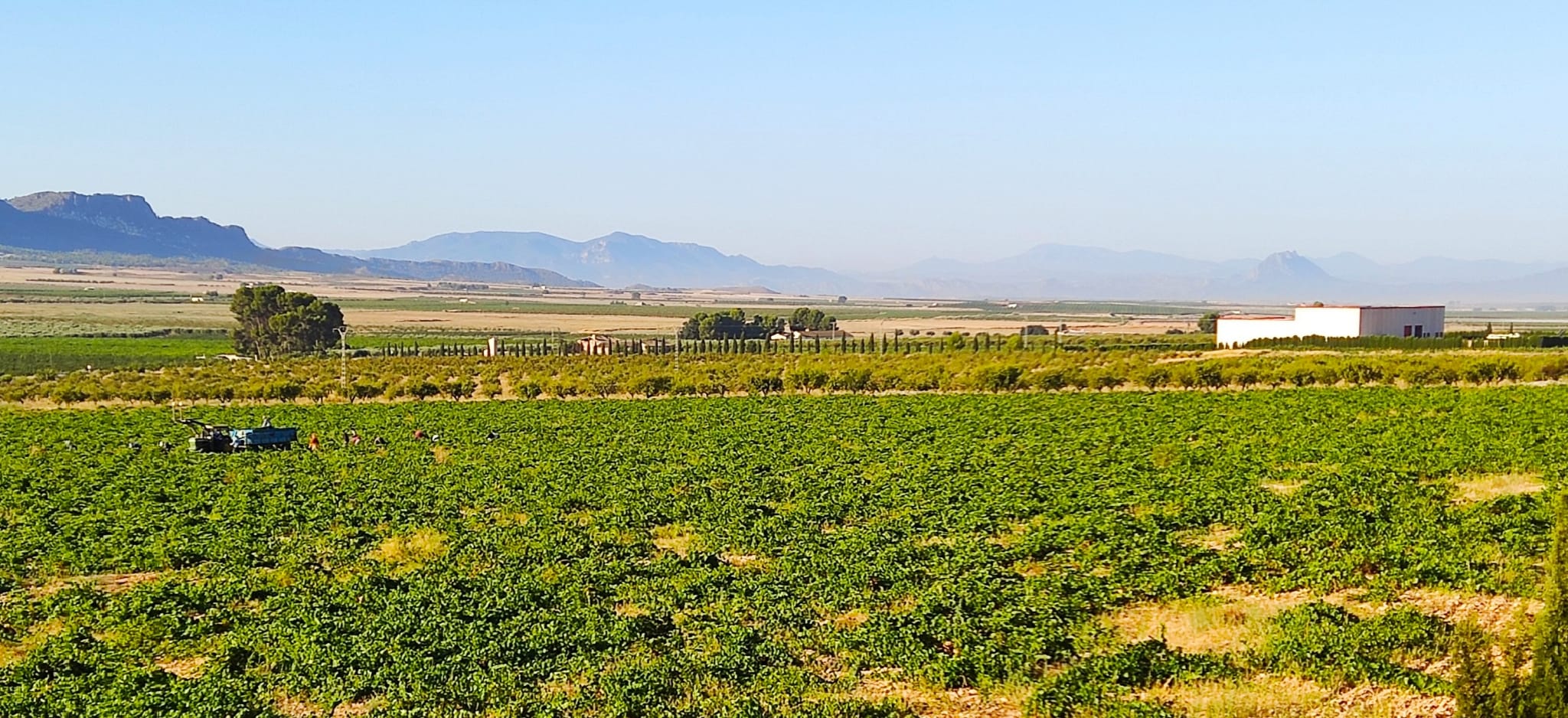 Seis inspectores están realizando el control de la uva en el campo y en la bodega