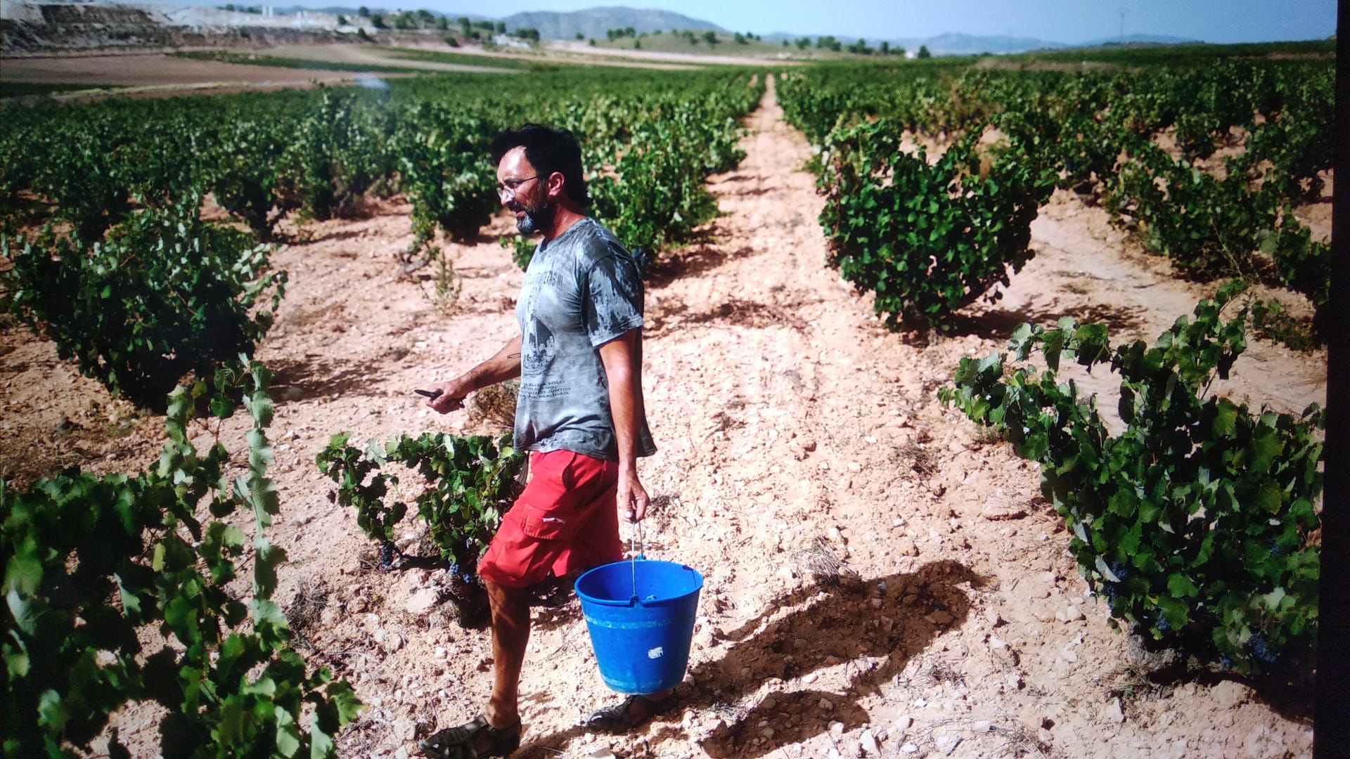 En la DOP Jumilla baja la superficie de terrenos dedicados a la viticultura pero crece el número de botellas vendidas