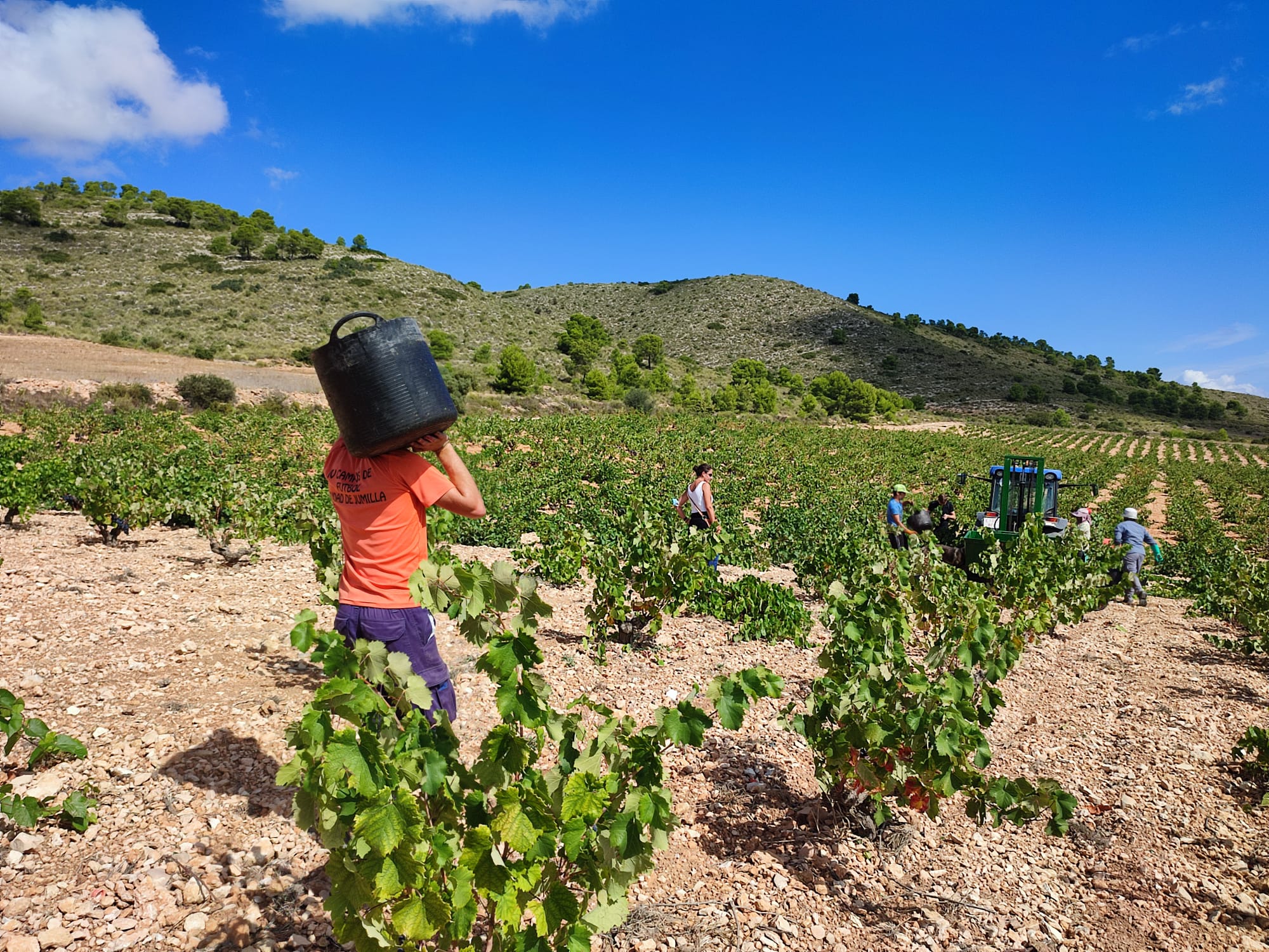 Jumilla vendimiará esta cosecha unos 55 millones de kilos de uva monastrell
