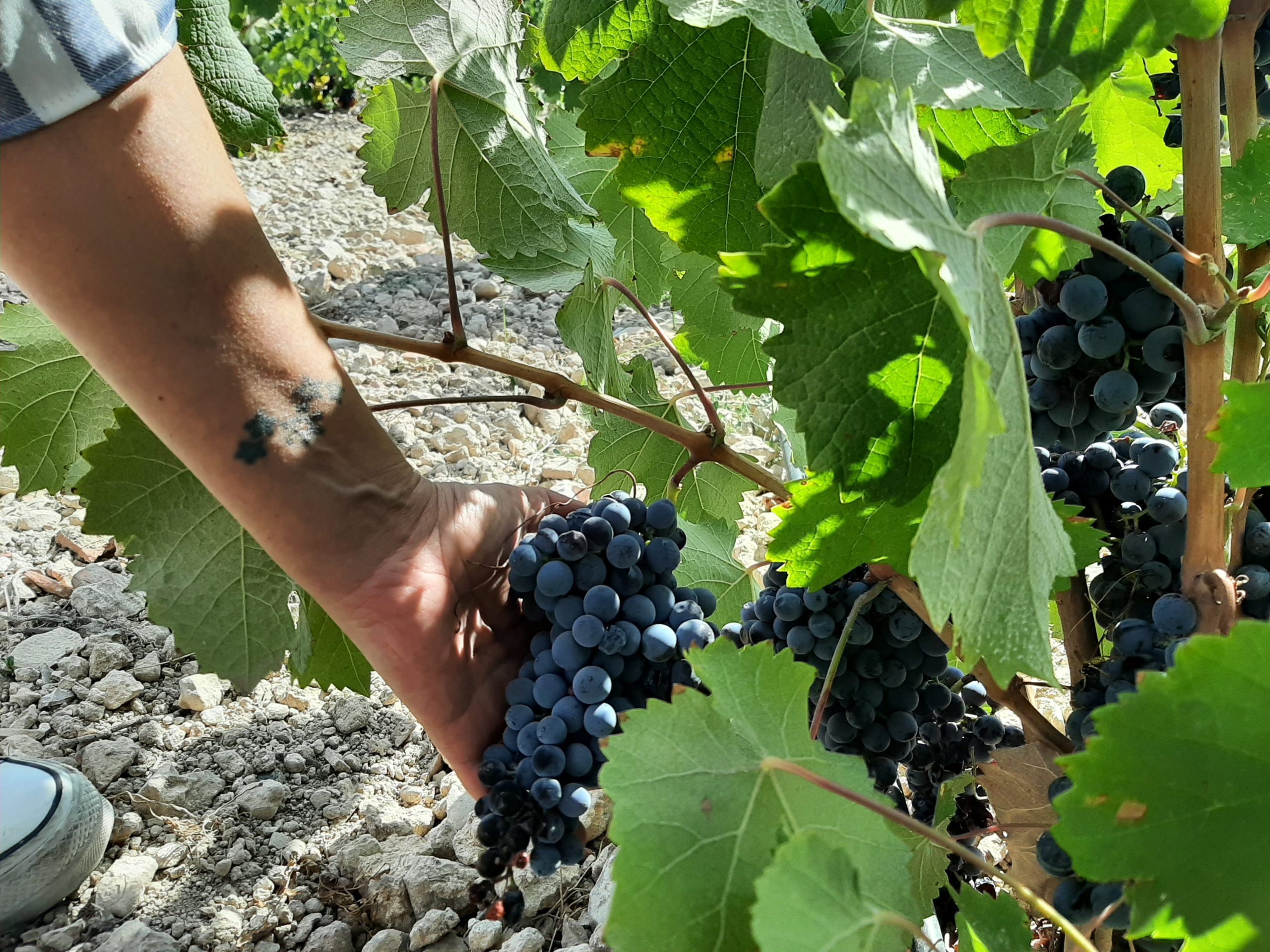 La DOP Jumilla cosecha 75 millones de kilos de uva y espera vinos excelentes
