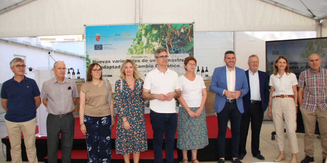 Se presentan cuatro nuevas variedades de uva Monastrell adaptadas a los efectos climáticos