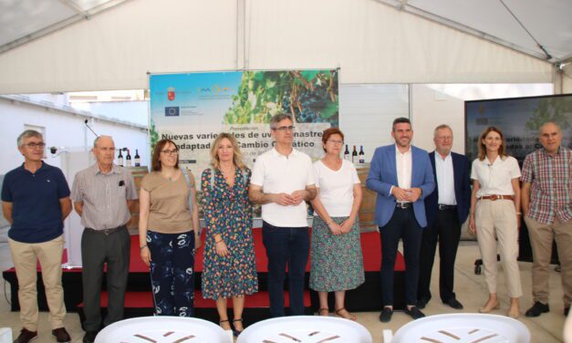 Se presentan cuatro nuevas variedades de uva Monastrell adaptadas a los efectos climáticos