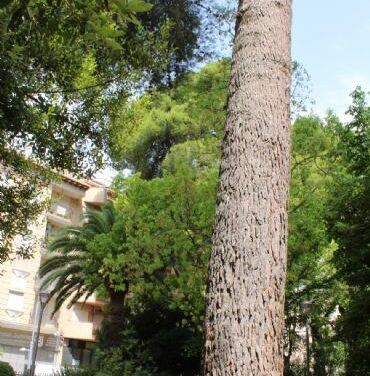 Jardines trabaja en la conservación de árboles ornamentales en Rey D. Pedro, Plaza del Rollo y Cementerio