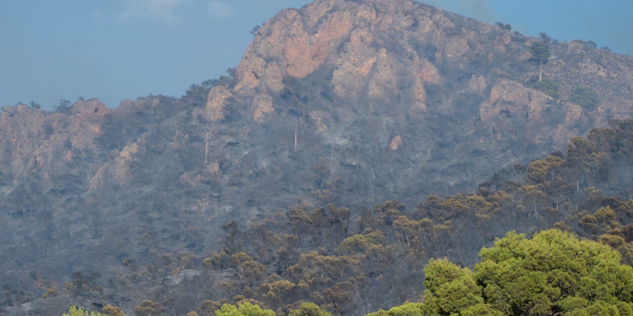 Stipa organiza una jornada de reforestación en la Sierra Larga