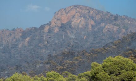 Stipa organiza una jornada de reforestación en la Sierra Larga