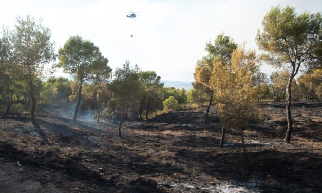Stipa quiere llevar a cabo una reforestación masiva en la Sierra Larga