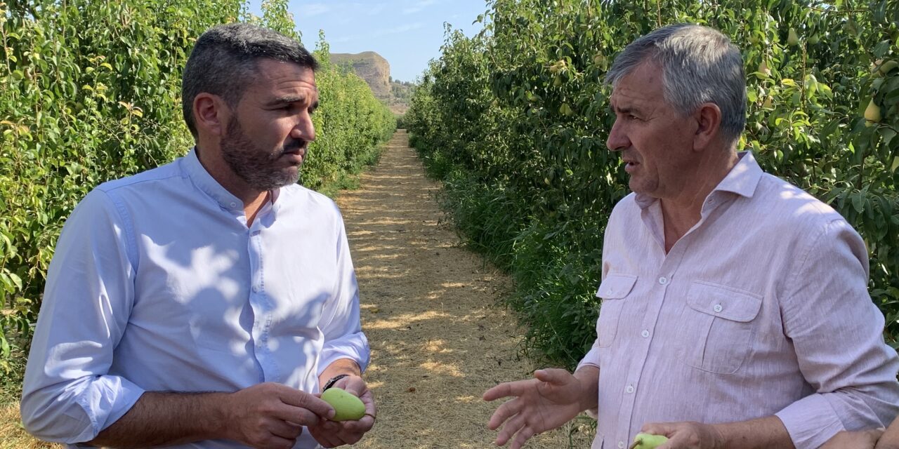 La DO Pera de Jumilla apuesta por el cultivo ecológico y alcanza el 20 % de su producción