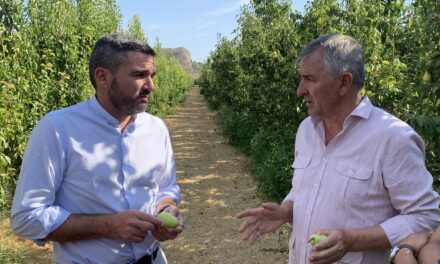 La DO Pera de Jumilla apuesta por el cultivo ecológico y alcanza el 20 % de su producción