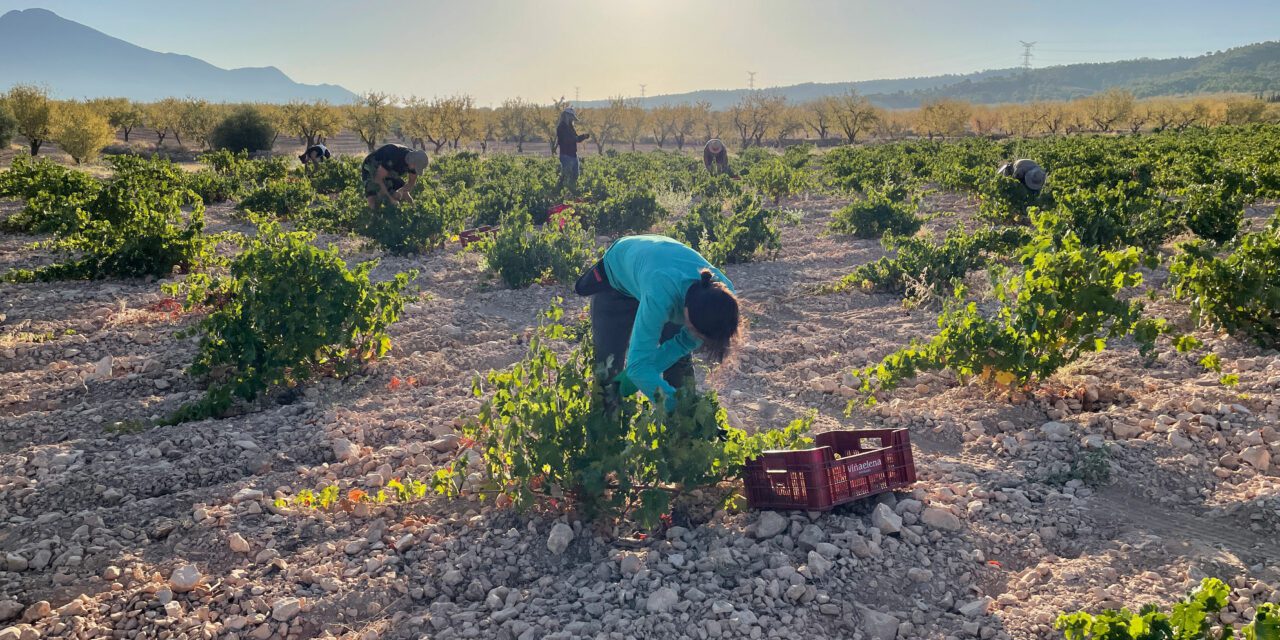 La vendimia arranca en Jumilla con las variedades más tempranas