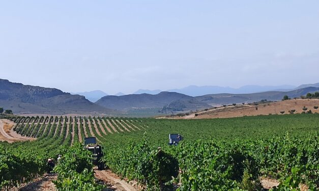 Coag alerta de que esta vendimia volverá a ser deficitaria para los viticultores murcianos