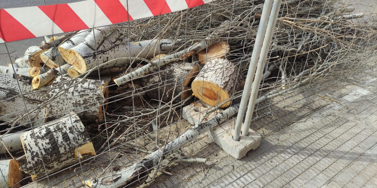 IU Verdes-Podemos lamenta el arranque de arbolado en la avenida de la Asunción