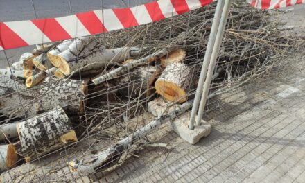 IU Verdes-Podemos lamenta el arranque de arbolado en la avenida de la Asunción