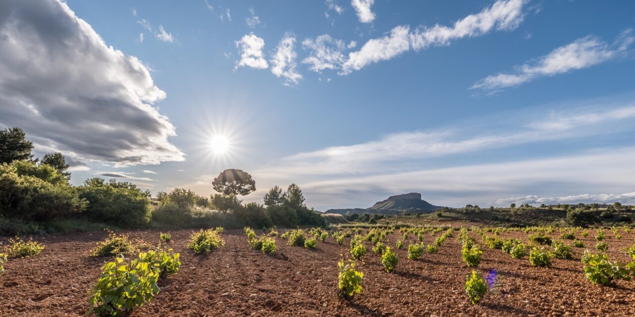 La DOP Jumilla salda la última campaña con 26 milones de botellas vendidas en 96 países