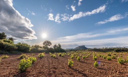 La DOP Jumilla salda la última campaña con 26 milones de botellas vendidas en 96 países