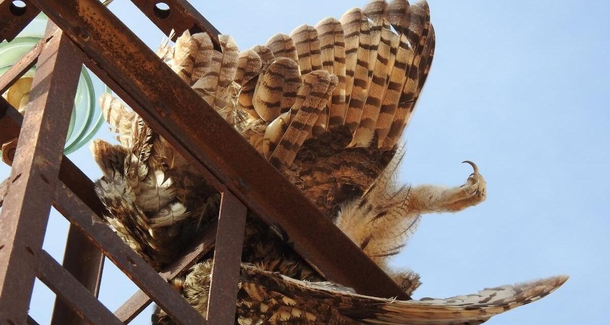 Un juez de Jumilla ve indicios de delito en la muerte de varias aves por electrocución