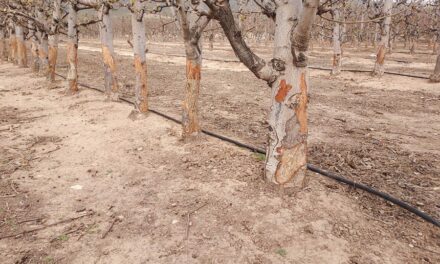 La Junta de Gobierno aprueba solicitar a la Comunidad que se declare a Jumilla «comarca de emergencia cinegética temporal por conejos»