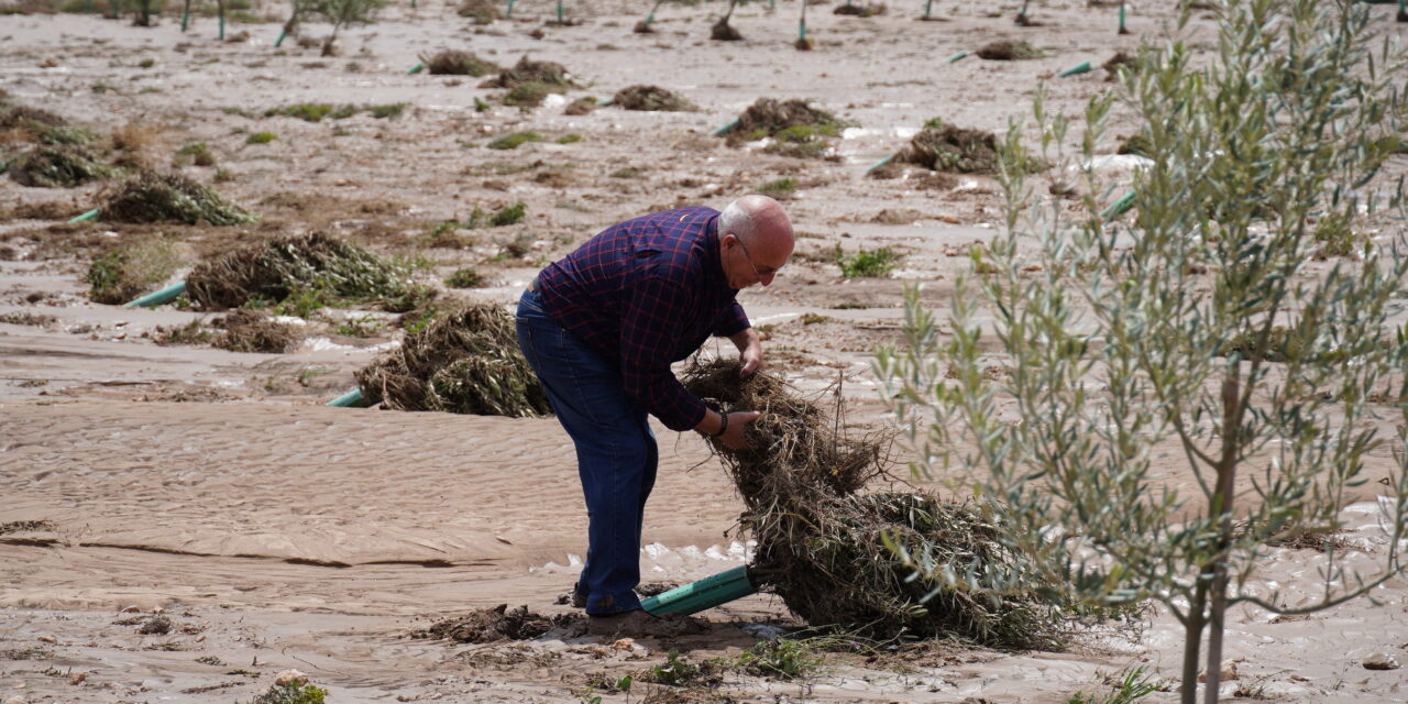 Se pide la declaración de zona catastrófica para los cultivos afectados por las últimas lluvias