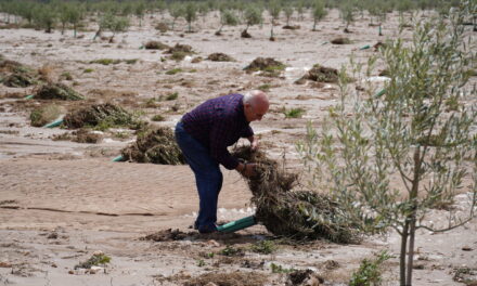 Se pide la declaración de zona catastrófica para los cultivos afectados por las últimas lluvias