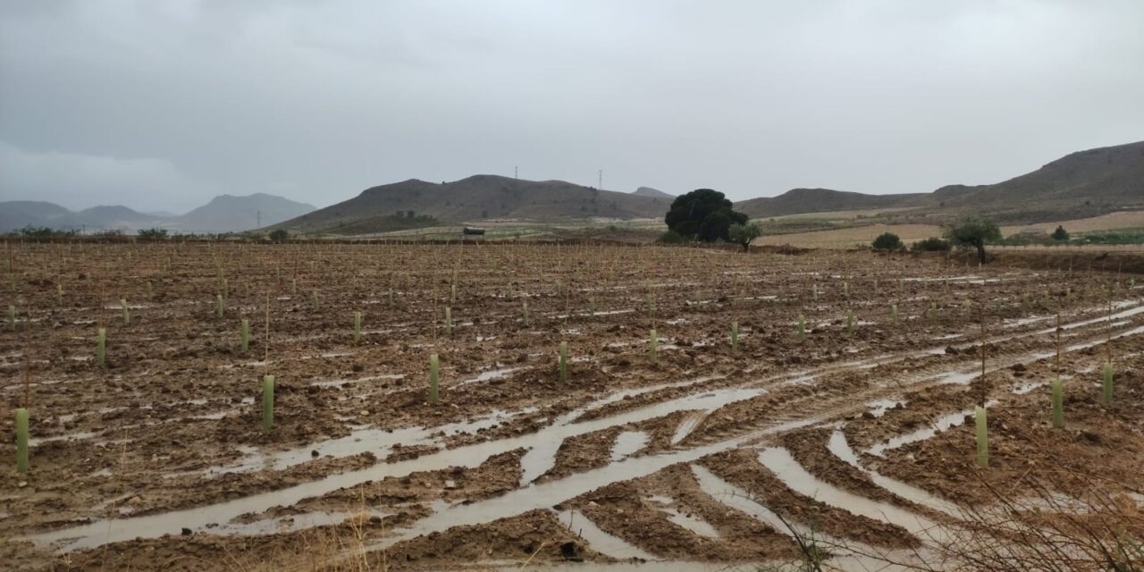 Mayo ha dejado en el término municipal unos acumulados de lluvia de hasta 190 l/m2